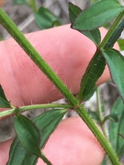 Rhexia mariana interior