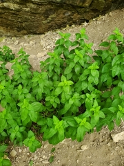 Saponaria