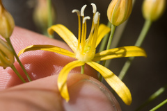 Bloomeria crocea aurea