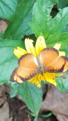 Tegosa anieta