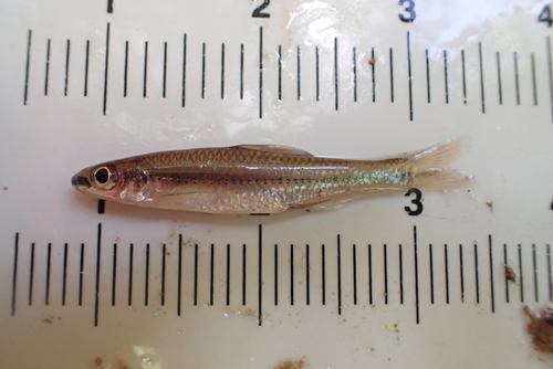 Clear chub (Hybopsis winchelli) — Cyprinidae — 3
