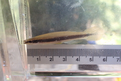 Broadstripe Topminnow photo 3