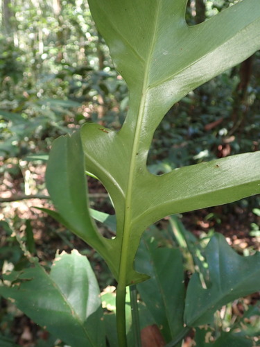 Philodendron distantilobum, photograph 2