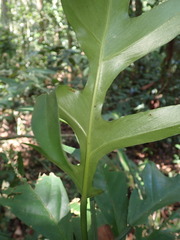 Philodendron distantilobum, photograph (c) agujaceratops, some rights reserved (CC BY)