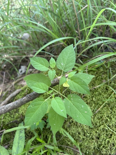 Carpenter's groundcherry (Calliphysalis carpenteri)