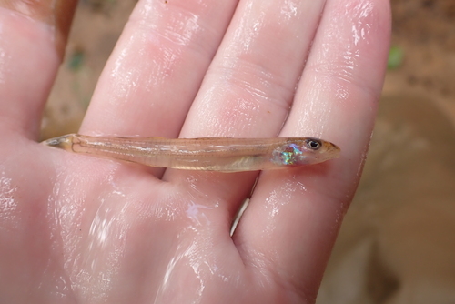 Naked sand darter (Ammocrypta beanii) — Percidae — 2