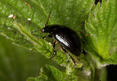 Chrysolina oricalcia