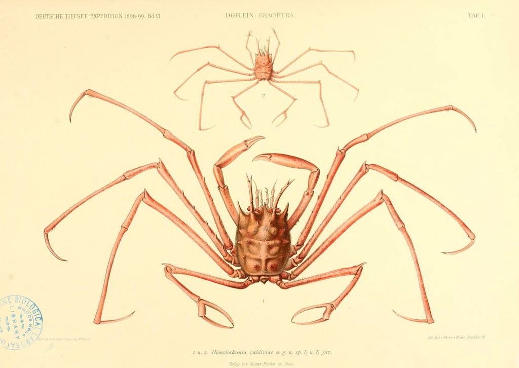 Homolochunia valdiviae