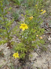 Aureolaria pedicularia