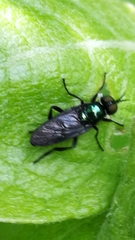 Actina chalybea
