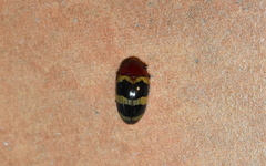 Callischyrus amoenus