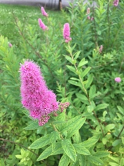 Spiraea × billardii