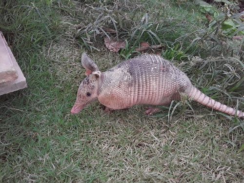 West Andean Long-nosed Armadillo, photo 3 of 10