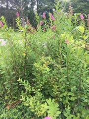 Spiraea × billardii