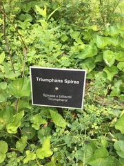 Spiraea × billardii