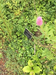 Spiraea × billardii