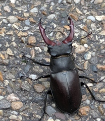 Lucanus cervus