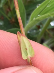 Hypericum gymnanthum