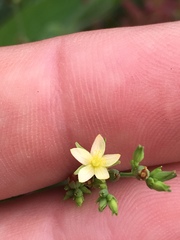 Hypericum gymnanthum