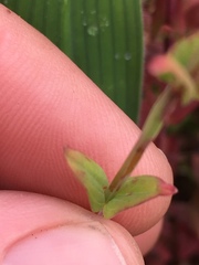 Hypericum gymnanthum