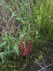 Hypericum gymnanthum