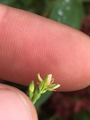 Hypericum gymnanthum