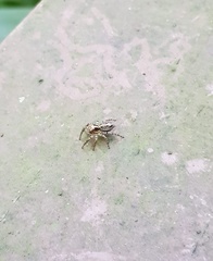 Asaphobelis physonychus