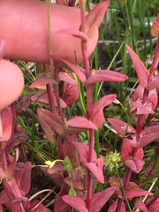 Hypericum gymnanthum