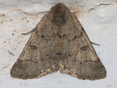 Aethiopodes