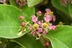 Barbados Cherry (Malpighia)