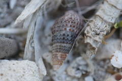 Cerithium lutosum