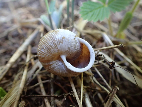 Idaho Forestsnail