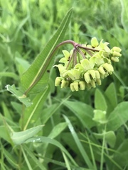 Asclepias meadii
