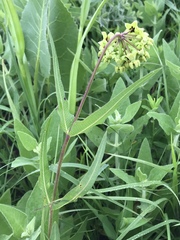 Asclepias meadii