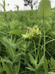 Asclepias meadii