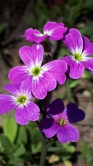 Malcolmia maritima