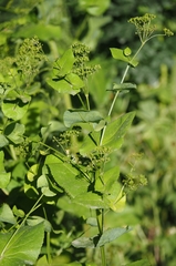 Smyrnium perfoliatum