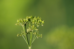 Smyrnium perfoliatum