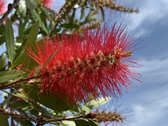 Melaleuca citrina