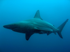 Carcharhinus limbatus