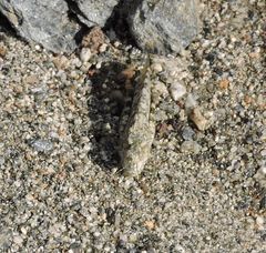 Circotettix splendidus