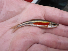 Redside Dace photo 3