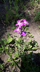 Malcolmia maritima