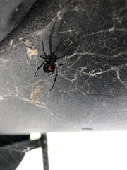 Latrodectus hesperus
