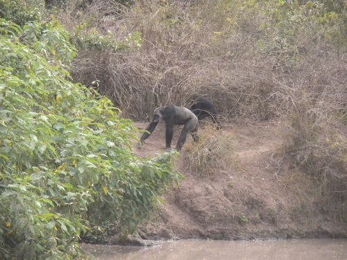 Pan troglodytes