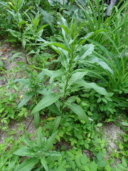 Cirsium arvense