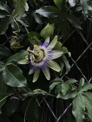 Passiflora caerulea