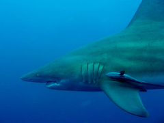 Carcharhinus limbatus