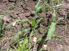 Zea mays mays