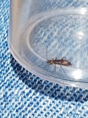 Nathrius brevipennis